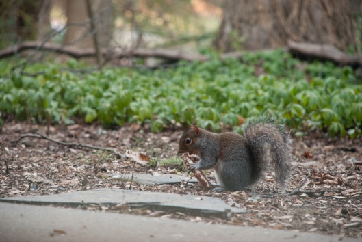 Squirrel-0053